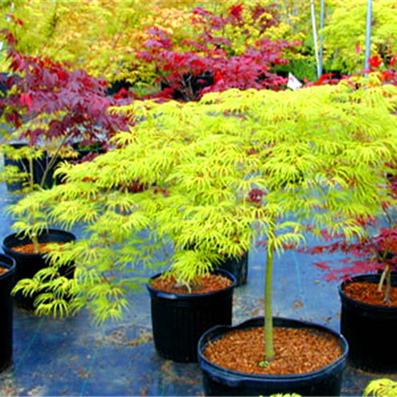 Egrow 50PCS/Pack Maple Seeds Canada Mini Red Maple Bonsai Garden DIY Bonsai Maple Tree Plant