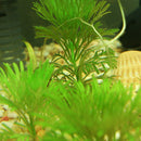 Egrow 1000Pcs/Bag Aquarium Plants Seeds Artificial Aquarium Plant Decoration Fish Tank Submersible