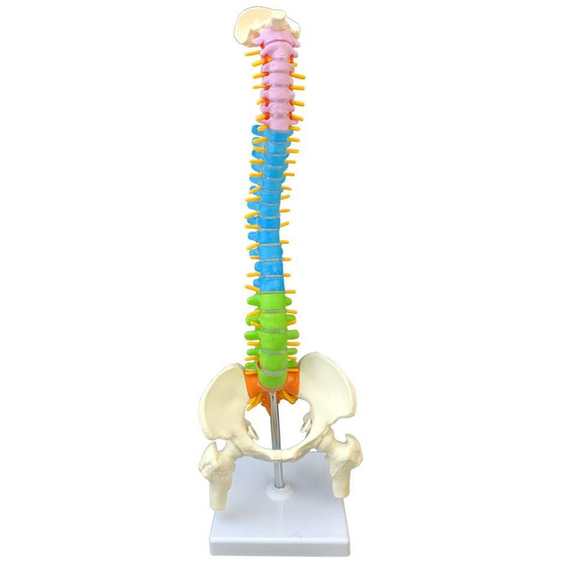 45cm Colorful Vertebral Column Human Spine Anatomical Model Skeleton Medical Science Education