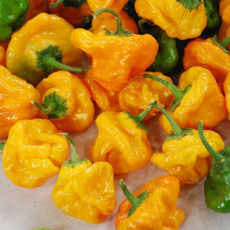 Egrow 50PCS/Pack Pepper Seeds Hottest Pepper Plants World Hottest Pepper Many Kind Of Rare Chili Pepper Plants Home Garden