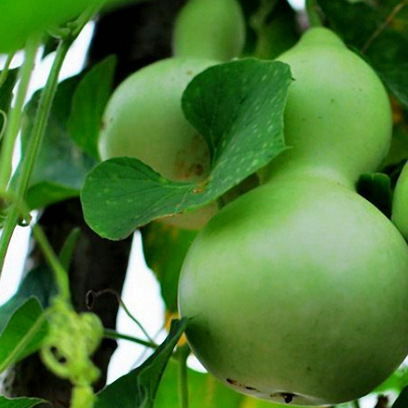Egrow 20pcs/Bag Bottle Gourd Seeds Annual Garden Beautiful Decorative Plant Seeds Vegetable Seeds