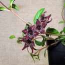 Egrow 100 Pcs/Pack Brachystelma Seeds Brachystelma Bonsai Wild Flower Plants Suitable For Garden Balcony Roof Planting