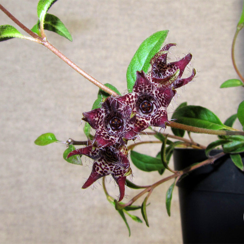 Egrow 100 Pcs/Pack Brachystelma Seeds Brachystelma Bonsai Wild Flower Plants Suitable For Garden Balcony Roof Planting