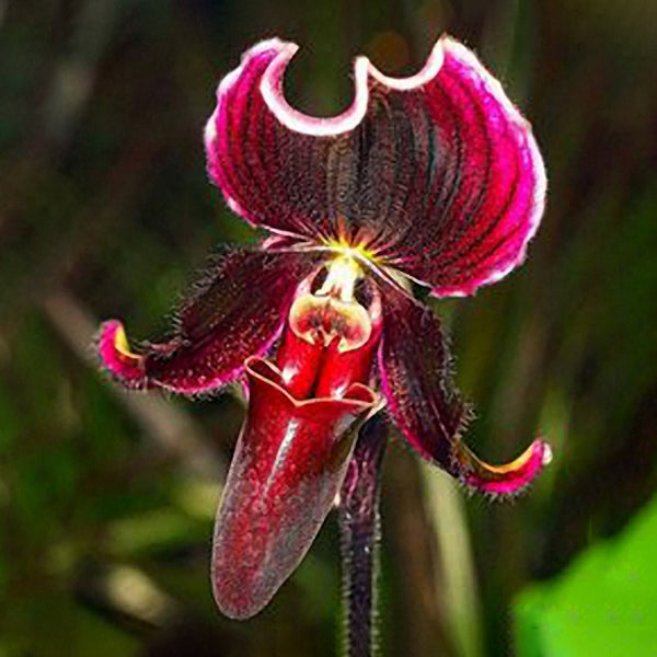 Egrow 100pcs/Bag Paphiopedilum Orchid Seeds Orchid Bonsai Plants Flowers Seeds for Home Garden Plant