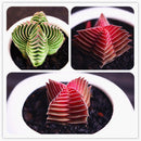 Egrow 100Pcs/Pack Succulent Lithops Plants Seeds Echeveria Succulents Flower Indoor Plant For Home Grden