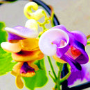 Egrow 20 PCS/Pack Snail Vine Seeds Wisteria Snail Vine Flores Bonsai DIY Home Garden Plants Pot Flowers Plantas