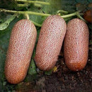 Egrow 20Pcs/Pack Orange Cucumber Seeds Fresh Crisp Vegetable Fruit Seed For Balcony Garden Planting