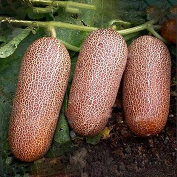 Egrow 20Pcs/Pack Orange Cucumber Seeds Fresh Crisp Vegetable Fruit Seed For Balcony Garden Planting