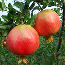 Egrow 30Pcs/Pack Pomegranate Seeds Sweet Delicious Indoor Fruit Seeds Pomegranate Mini Bonsai Tree
