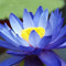 10Pcs Flower Seeds Blue Lotus Seeds Aquatic Plants Water Lily Plants Midnight Blue Lotus