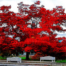 Egrow 2 Pcs/Pack American Red Oak Seeds Beautiful Tree DIY Home Garden Plants Bonsai Tree Easy To Grow