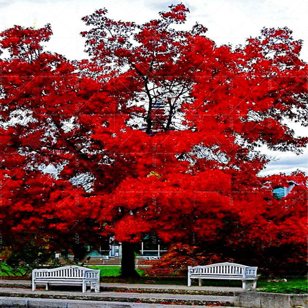 Egrow 2 Pcs/Pack American Red Oak Seeds Beautiful Tree DIY Home Garden Plants Bonsai Tree Easy To Grow