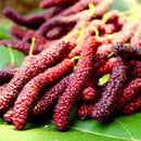 Egrow 100 Pcs/Pack Mulberry Seeds Long Mulberry Bonsai Rare Mulberry Tree Pakistan Fruit Bonsai Large Super Sweet Non-GMO Food For Garden