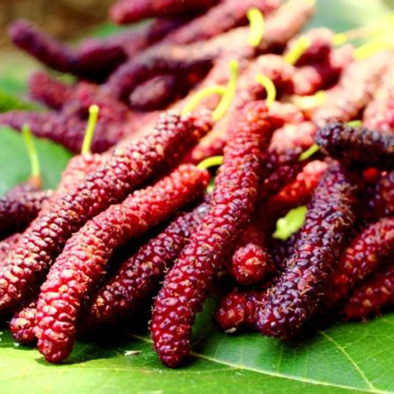 Egrow 100 Pcs/Pack Mulberry Seeds Long Mulberry Bonsai Rare Mulberry Tree Pakistan Fruit Bonsai Large Super Sweet Non-GMO Food For Garden