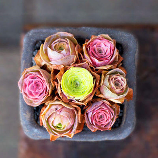 Egrow 100 Pcs/Bag Succulent Seeds Mountain Desert Rose Plants Ornamental Bonsai Flower Seed