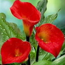 Egrow 50 PCS Calla Lily Seeds Garden Balcony Potted Perennial Flower Seeds Bonsai Ivy Flowers