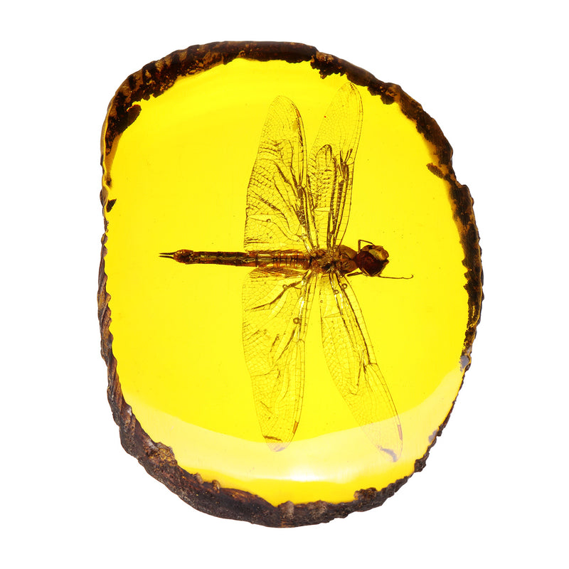 Amber Fossil Insects Dragonfly Manual Polishing Insect Specimens Decorations