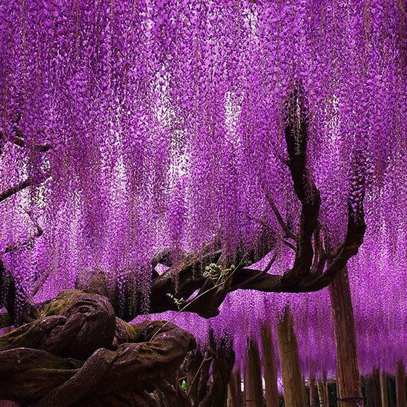 Egrow15Pcs/Bag Rare Wisteria Flower Seeds Purple Wisteria Sinensis Sweet Seed for Home Garden Plant