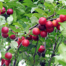 Egrow 10Pcs/Bag Cherry Seeds Rosaceae Cherry Plum Shrub Prunus Cerasifera Bonsai Ornamental Plants