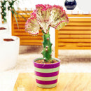 Egrow 100Pcs/Pack Fan-Shaped Succulent Plant Seeds Cactus Succulent Bonsai For Home Garden Planting DIY Planting