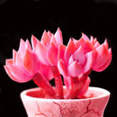 Egrow 100Pcs/Pack Pink Succlents Seeds DIY Plant Bonsai Potted Flowers for Home Garden Courtyard