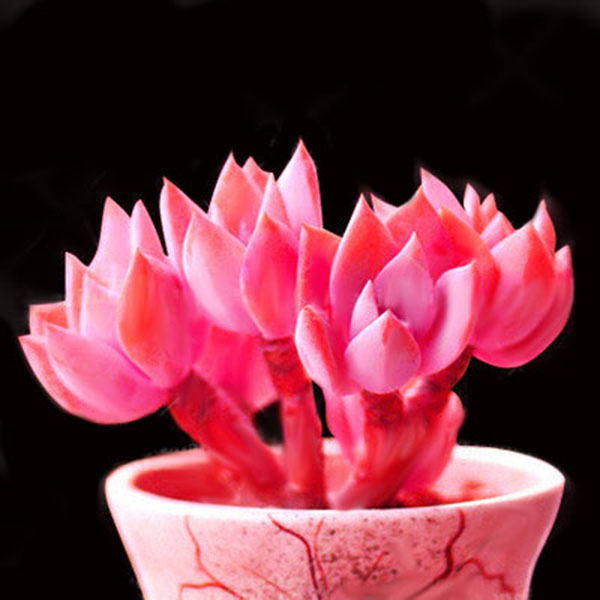 Egrow 100Pcs/Pack Pink Succlents Seeds DIY Plant Bonsai Potted Flowers for Home Garden Courtyard