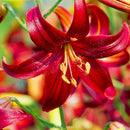 Egrow 2Pcs/Pack Lily Seeds Rare Red Lily Bulb Bonsai Bulb Bonsai Lily Bulb Pleasant Fragrance Home And Garden Plants