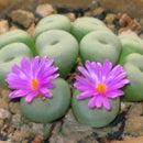 Egrow 100Pcs/Bag Purple Succulents Lithops Seed Garden Planting Office Balcony Decoration Flowers