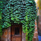 Egrow 100Pcs/Pack Boston Ivy Seeds Garden Climbing Creeper Plants Outdoor Wall Decor Plants