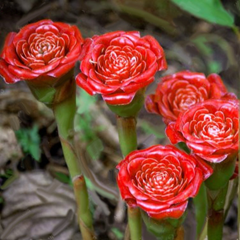 Egrow 100Pcs/Pack Carnation Seeds Red Carnation Red Up Lamp Bulb Perennial Flower Garden Bonsai Fragrant Flower