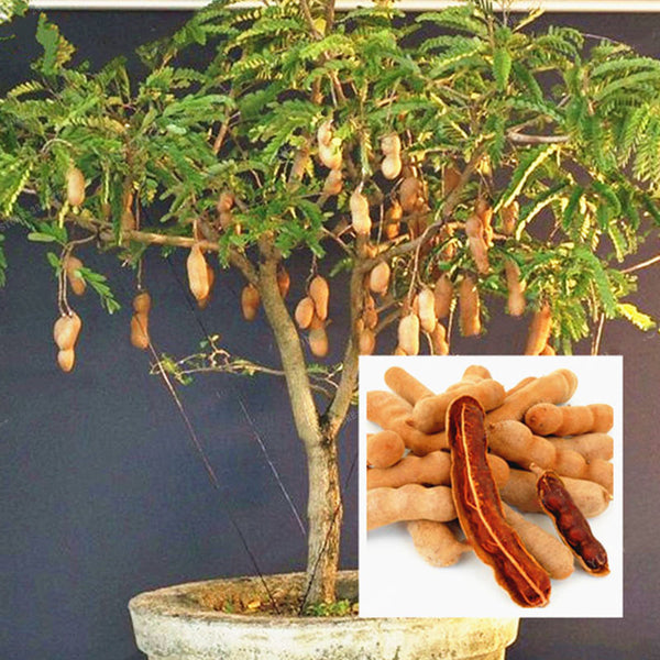 Egrow 10Pcs/Pack Tamarind Tree Seeds Fruit Vegetable Tree Bonsai Home Garden Decoration DIY Plants