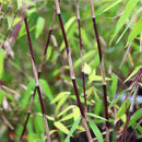 Egrow 20Pcs/Bag Black Bamboo Seeds Rare Giant Black Moso Bamboo Bambu Seeds  Bambusa Lako Tree Seeds