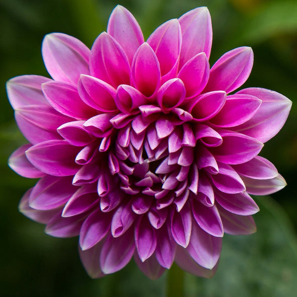 20Pcs Da hlia Flower Seeds Colorful Plant Da hlia pinnata Cav Bonsai for DIY Home Garden