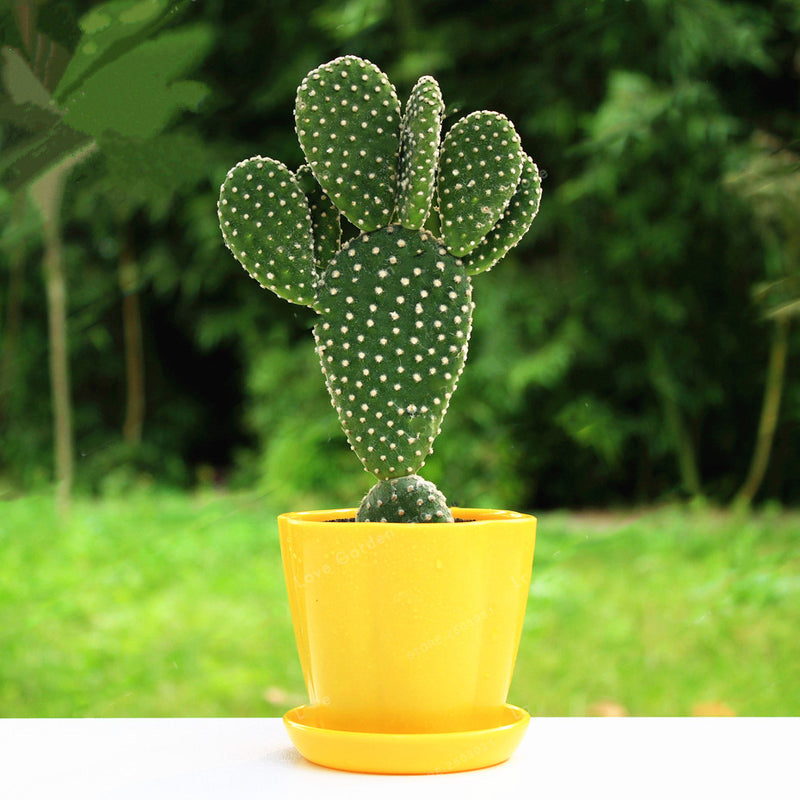 Egrow 100Pcs/Bag Opuntia Microdasys Seeds Bonsai Succulent Plants Green Radiation Protection Cactus
