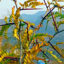 Egrow 100 Pcs/Pack Thorns Seeds Thistles And Thorns Tree Plant Vine Tree Fence Thorns