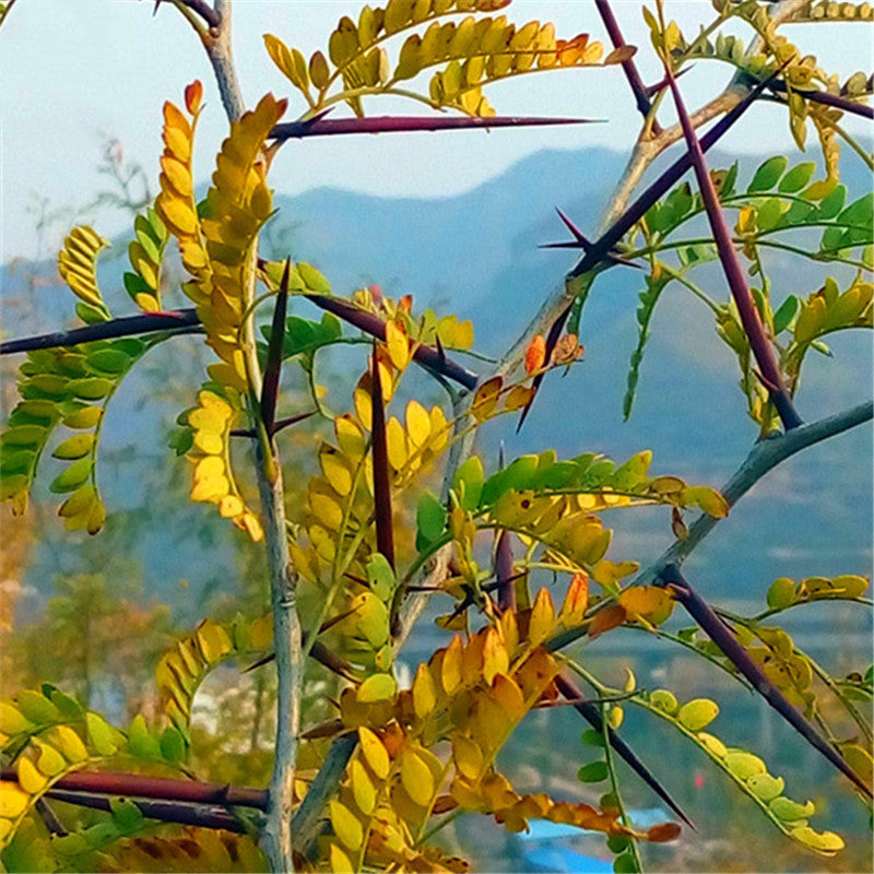 Egrow 100 Pcs/Pack Thorns Seeds Thistles And Thorns Tree Plant Vine Tree Fence Thorns