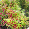 Egrow 100Pcs/Pack Colorful Janpanse Coleus Seeds Garden Foliage Plants Flowers Bonsai