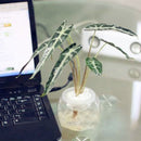 Egrow 50 Pcs/Pack Alocasia Seeds Plant Black Leaf Alocasia Bonsai Tree Indoor Ornamental Plants Home Garden Decoration