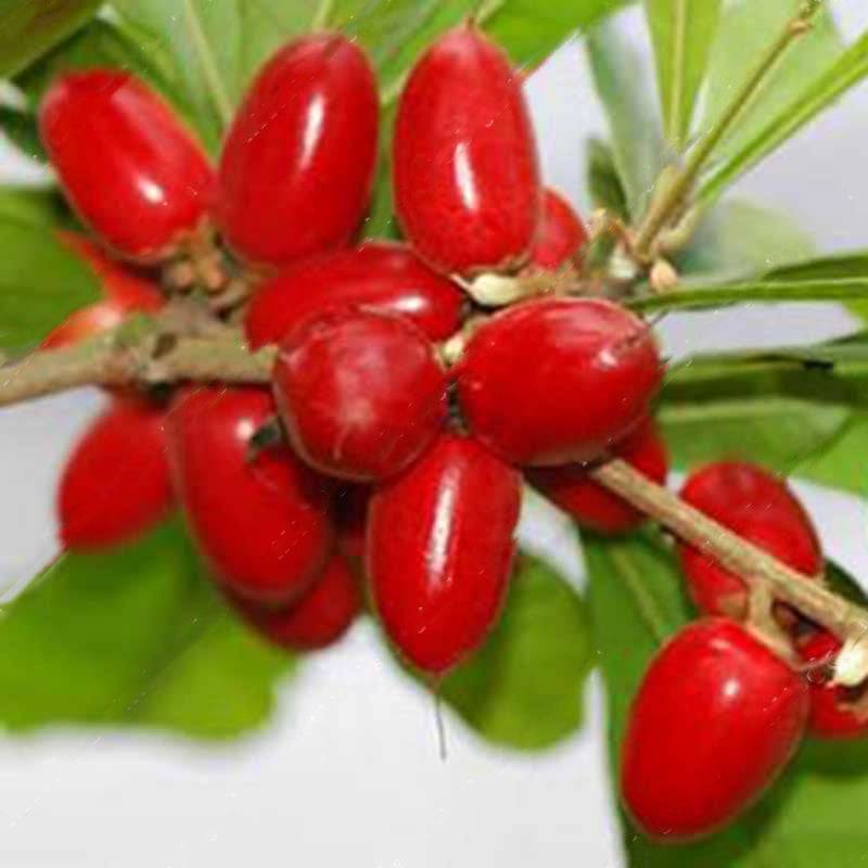 Egrow 20pcs/Bag Synsepalum Seeds Synsepalum Dulcificum Miracle Fruit Seeds Bonsai Fruit Seeds