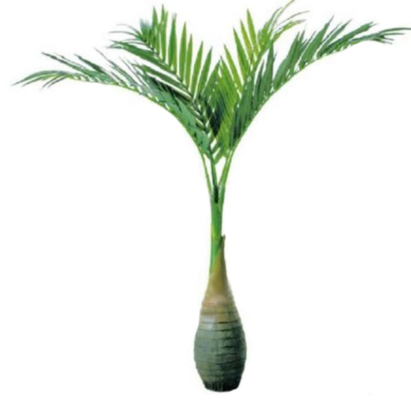 Egrow 20 Pcs Exotic Bottle Palm Seeds Bonsai Tropical Ornamental Tree Plant Seeds Garden Planting