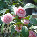 Egrow 10Pcs/Pack Camellia Flowers Seeds Potted Plants Home Garden Decorations Flower Seeds