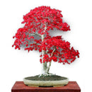 Egrow 50PCS/Pack Maple Seeds Canada Mini Red Maple Bonsai Garden DIY Bonsai Maple Tree Plant