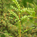 Egrow 30 Pcs/Pack Pistacia Weinmannifolia Tree Seeds Pistacia Weinmannifolia Tree Plant Pistacia Weinmannifolia