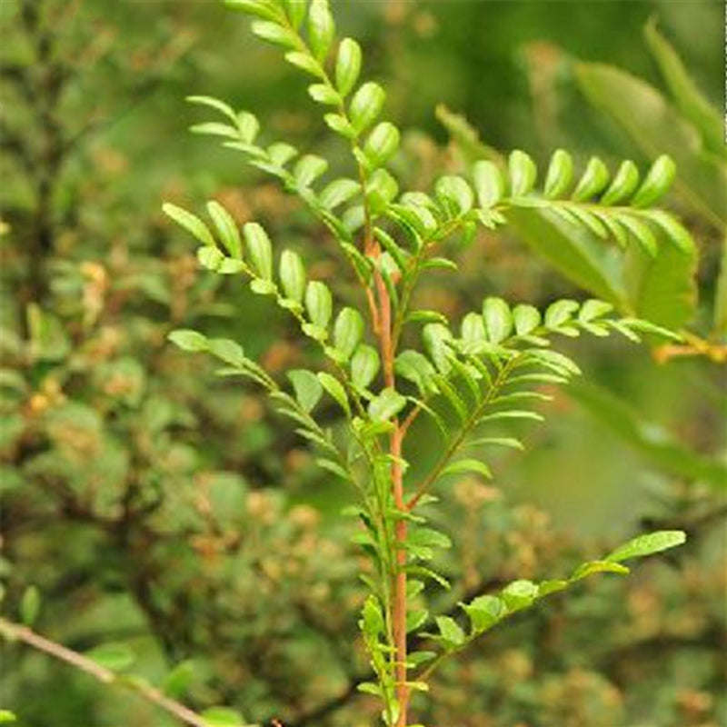 Egrow 30 Pcs/Pack Pistacia Weinmannifolia Tree Seeds Pistacia Weinmannifolia Tree Plant Pistacia Weinmannifolia