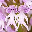 Egrow 100Pcs/Pack Naked Male Flower Seeds Garden Bonsai Rare Orchid Flower Seeds