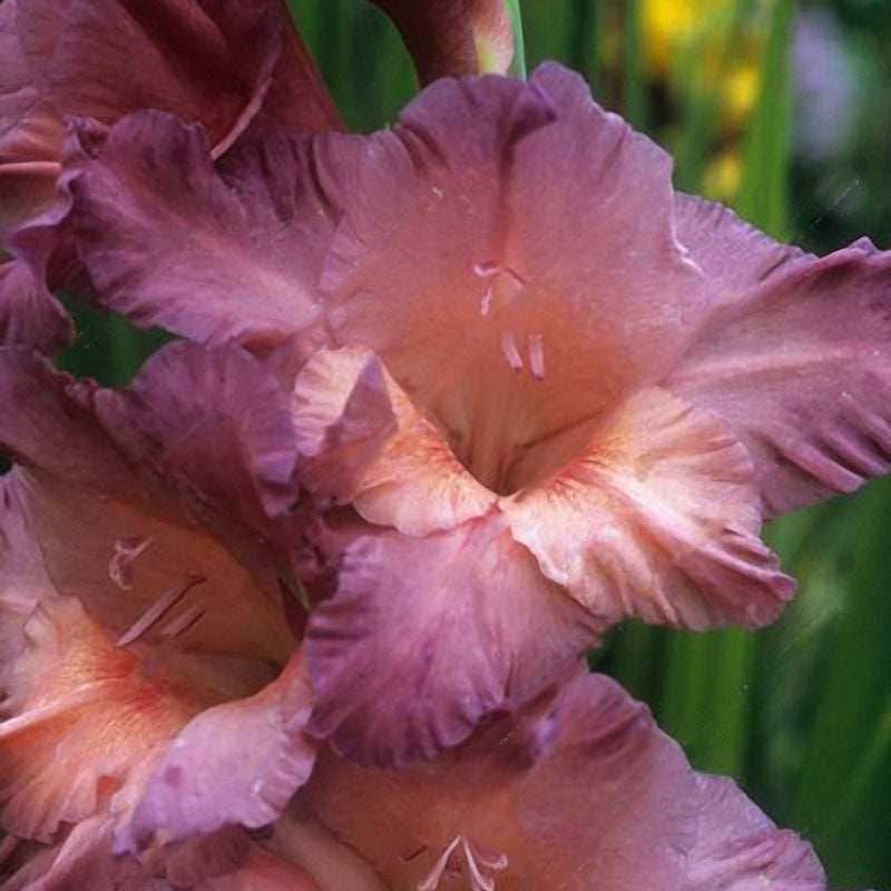 Egrow 100 PCS Gladiolus Flower Seeds Rare Sword Lily Flowers Courtyard Garden Potted Plant