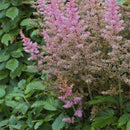 Egrow 50 Pcs/Pack Astilbe Seeds Chinese Astilbe Plant Astilbe Chinensis Flower Seeds
