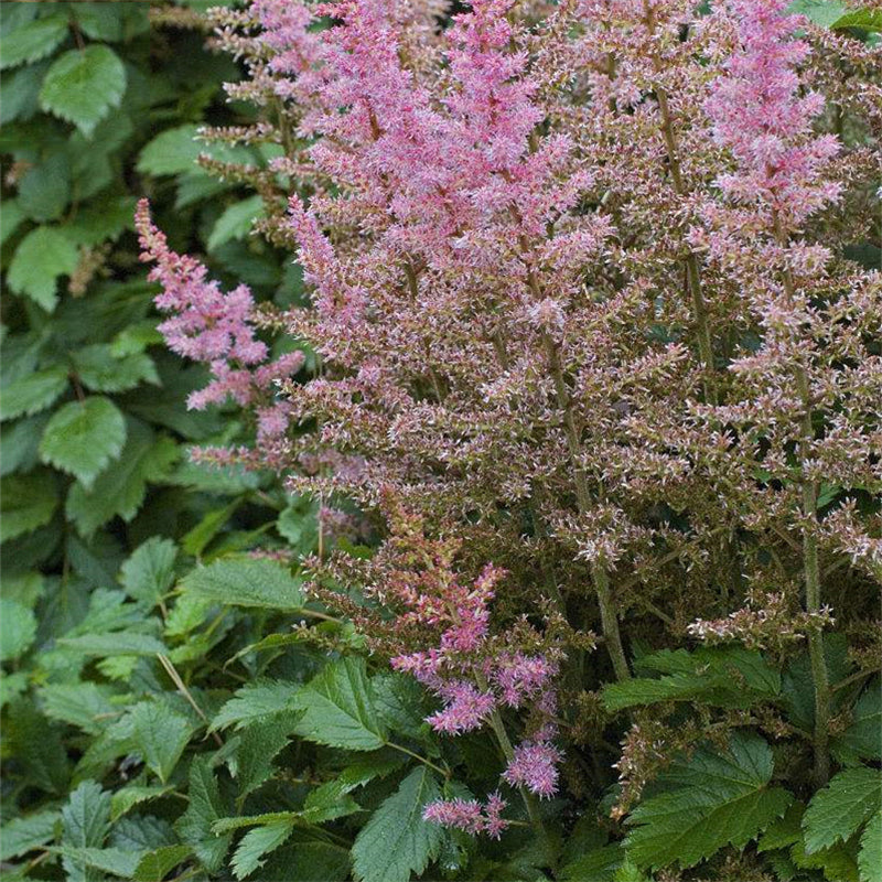 Egrow 50 Pcs/Pack Astilbe Seeds Chinese Astilbe Plant Astilbe Chinensis Flower Seeds