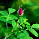Egrow 60 Pcs/Pack Red Thorn Rose Seeds Red Thorn Rosa Rugosa Tree Semente Plant Flower Seeds