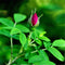 Egrow 60 Pcs/Pack Red Thorn Rose Seeds Red Thorn Rosa Rugosa Tree Semente Plant Flower Seeds